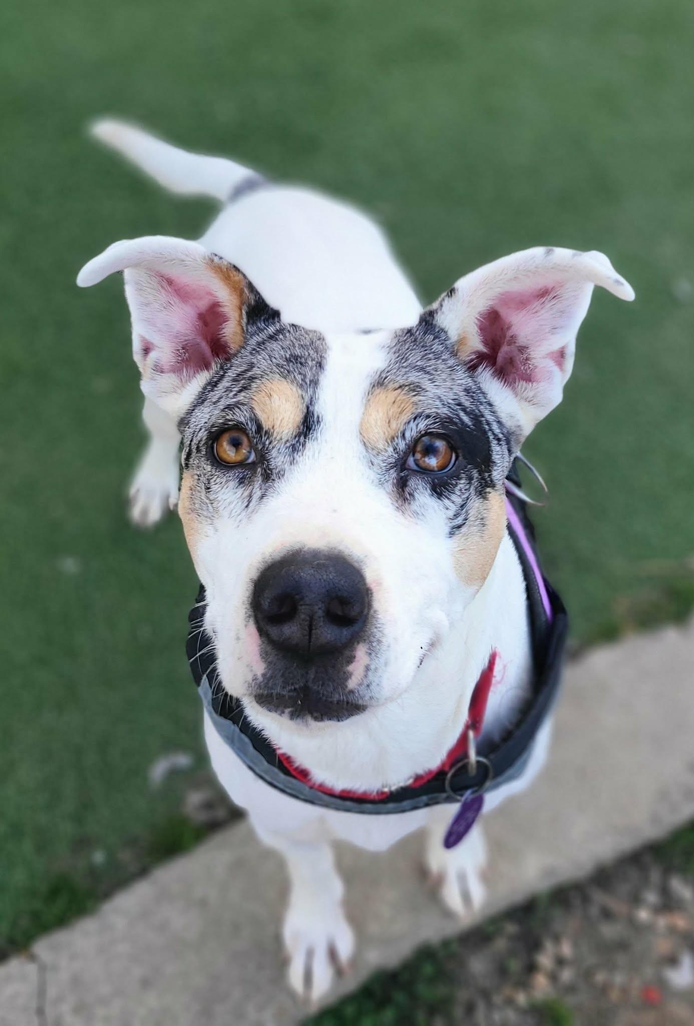 Laney — thumbnail 2