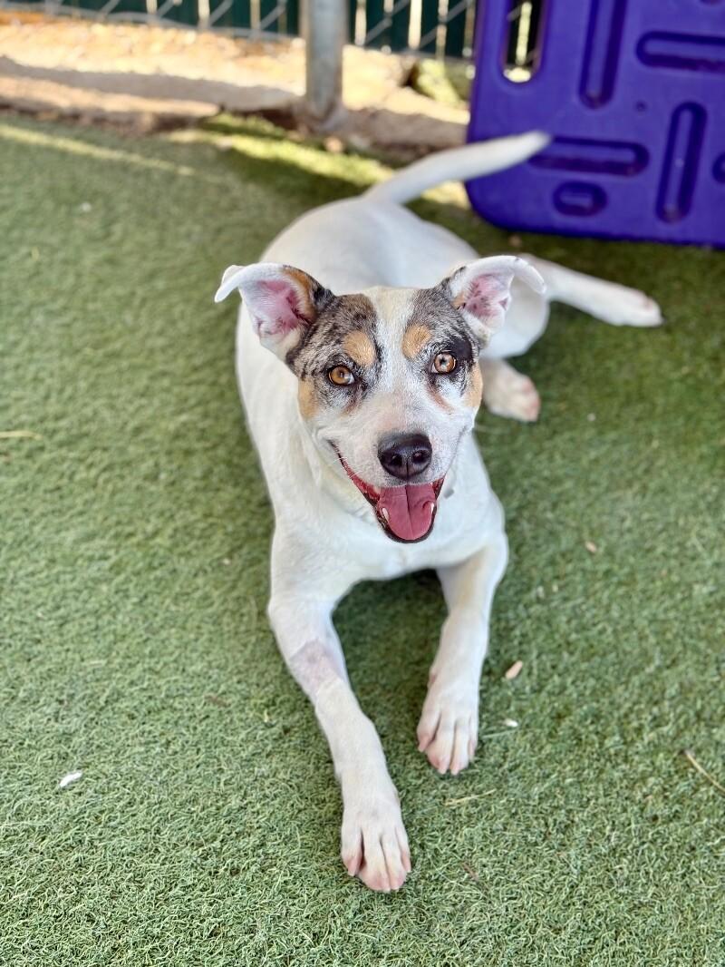 Laney, a Adoptable mixed breed in Fruit Heights, UT image 3/6