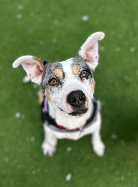 Laney — thumbnail 4