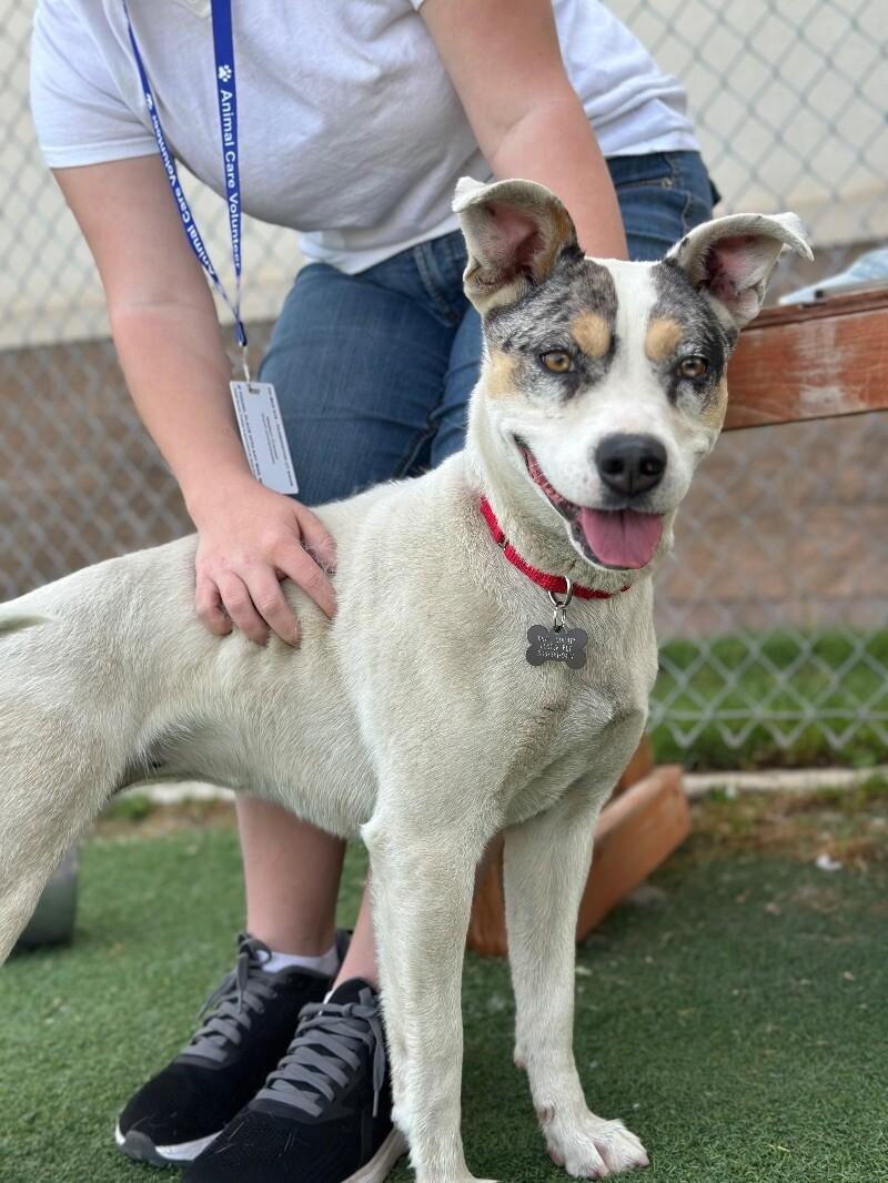 Laney, a Adoptable mixed breed in Fruit Heights, UT image 4/6