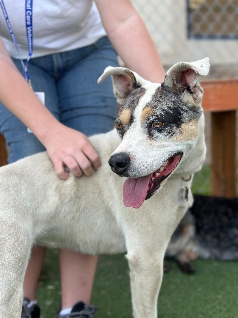 Laney, a Adoptable mixed breed in Fruit Heights, UT image 5/6