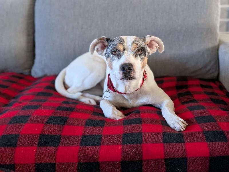 Laney — thumbnail 5