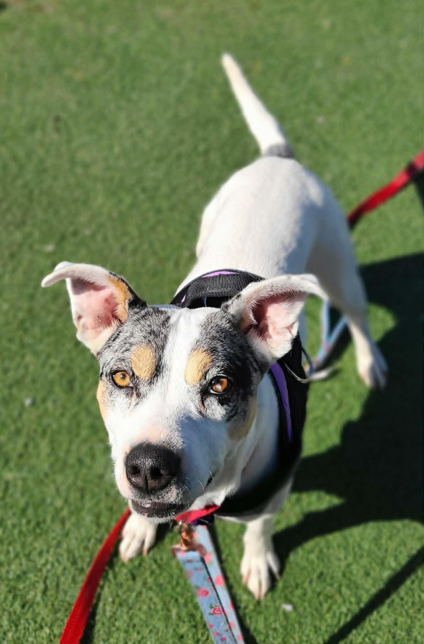 Laney — thumbnail 6