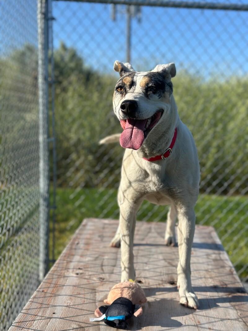 Laney, a Adoptable mixed breed in Fruit Heights, UT image 6/6