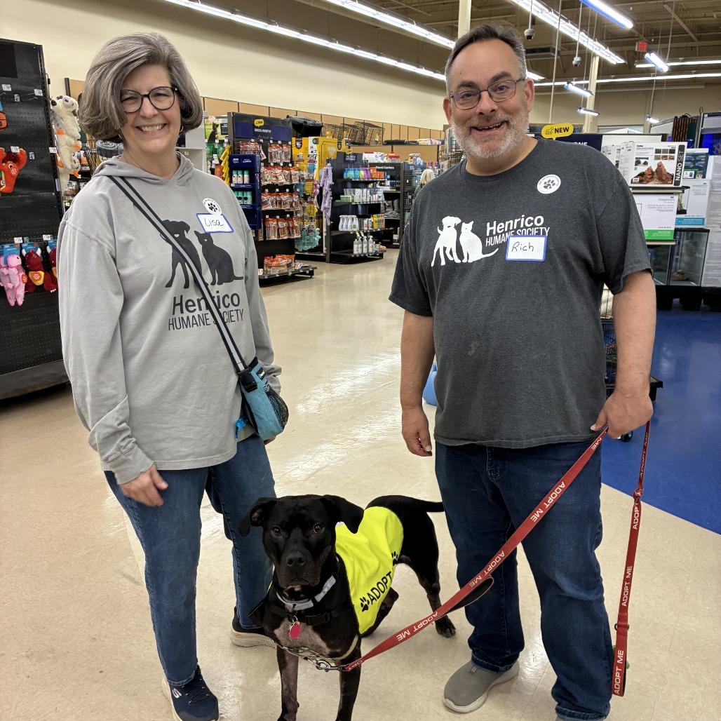 Hopper, Adoptable, Adult Male American Staffordshire Terrier & Labrador Retriever.