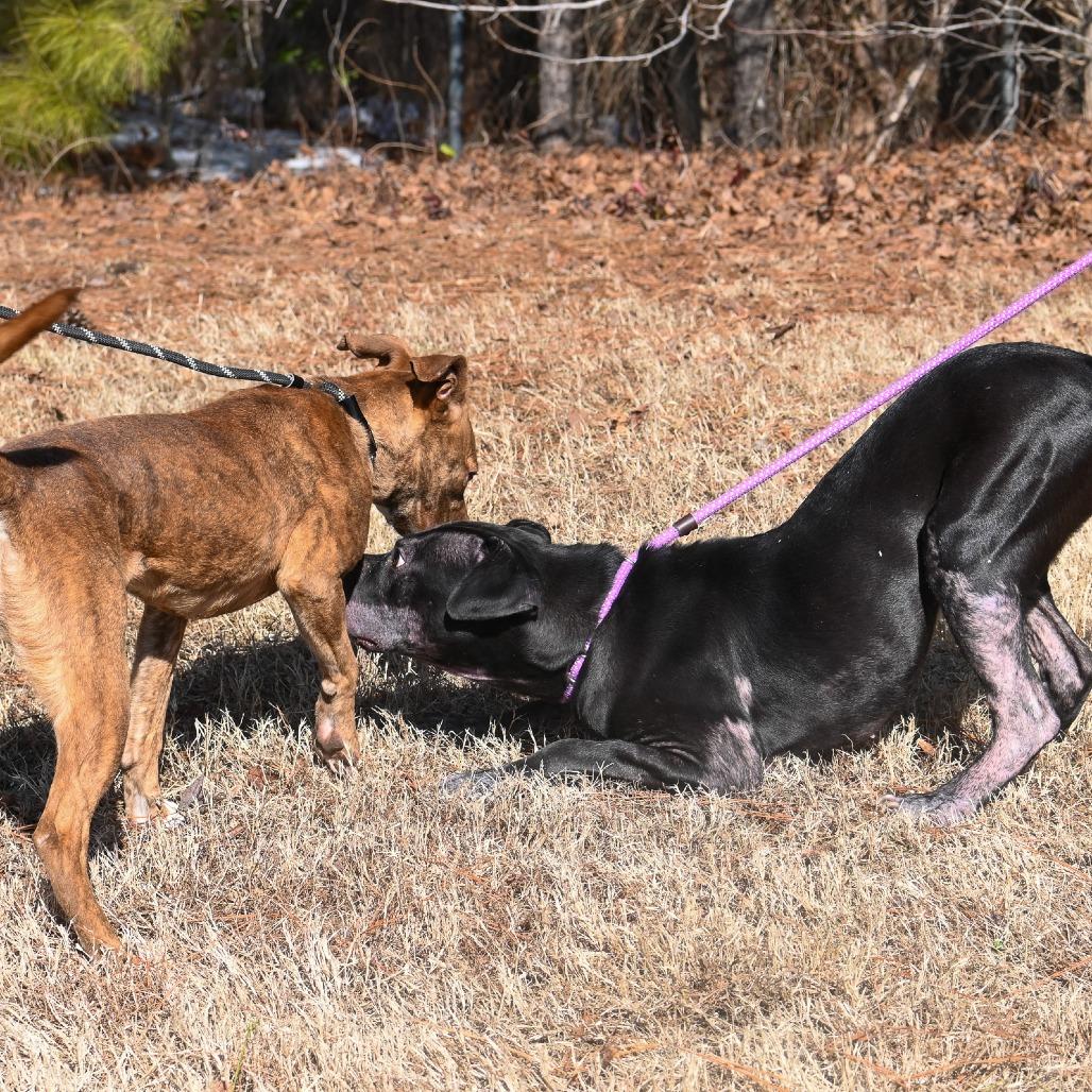 Enlarge Hopper, a Adoptable mixed breed in Richmond, VA image 2/5