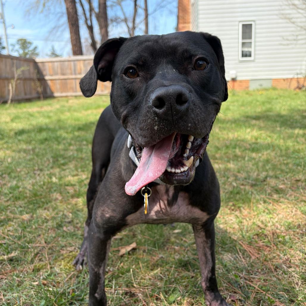 Enlarge Hopper, a Adoptable mixed breed in Richmond, VA image 3/5