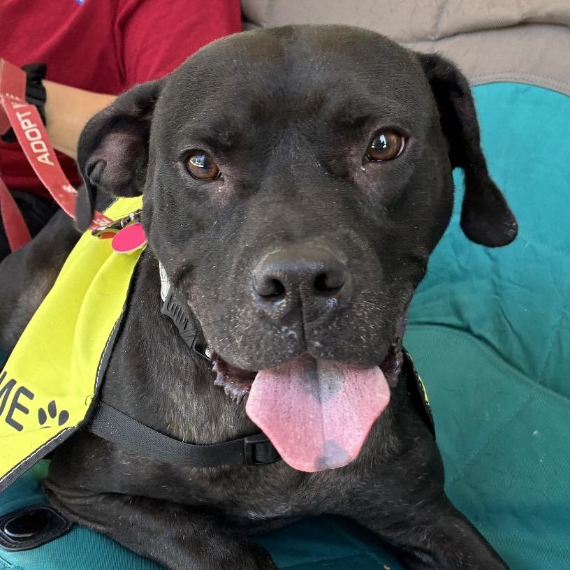 Hopper, Adoptable, Adult Male Black Labrador Retriever.