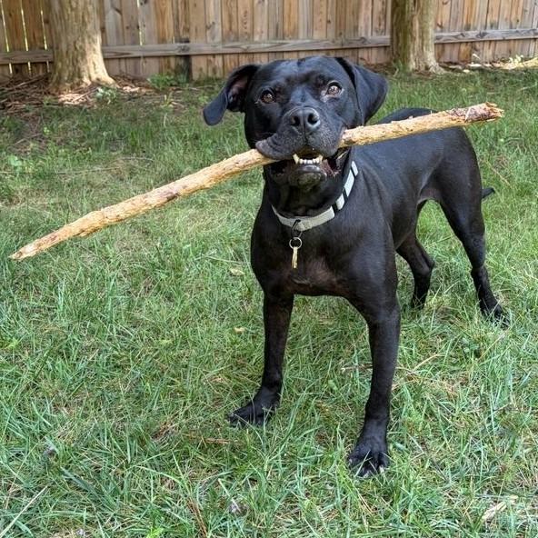 Enlarge Hopper, a Adoptable Black Labrador Retriever in Richmond, VA image 2/5