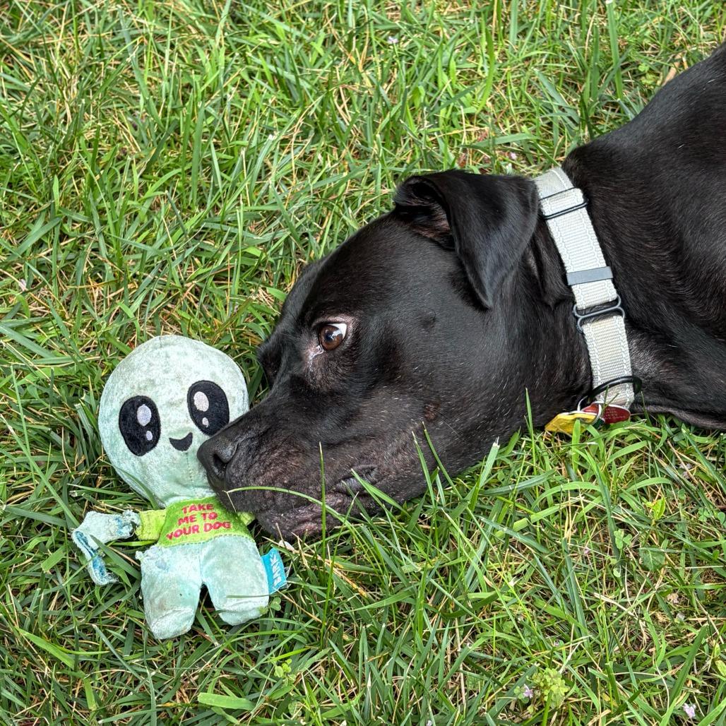 Enlarge Hopper, a Adoptable Black Labrador Retriever in Richmond, VA image 3/5
