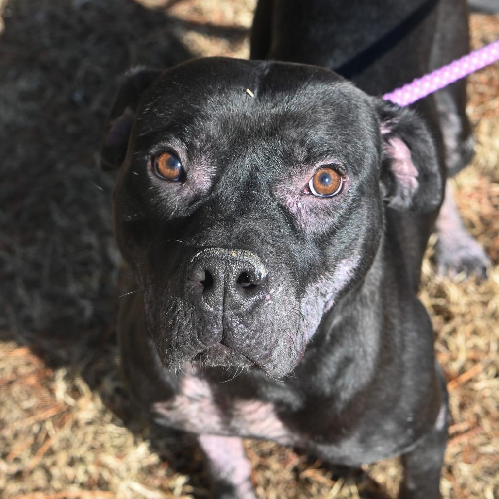 Enlarge Hopper, a Adoptable mixed breed in Richmond, VA image 2/5
