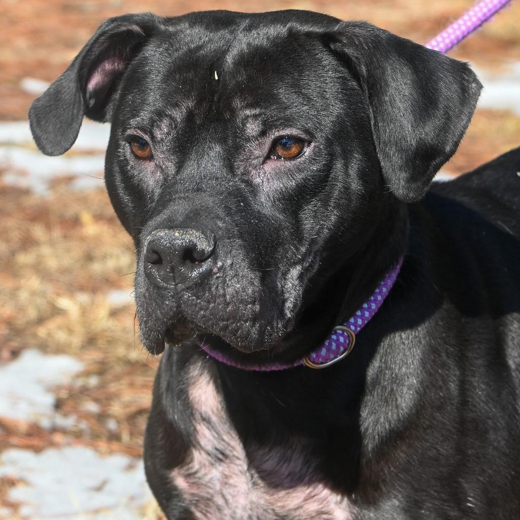 Hopper, Adoptable, Adult Male American Staffordshire Terrier & Labrador Retriever.