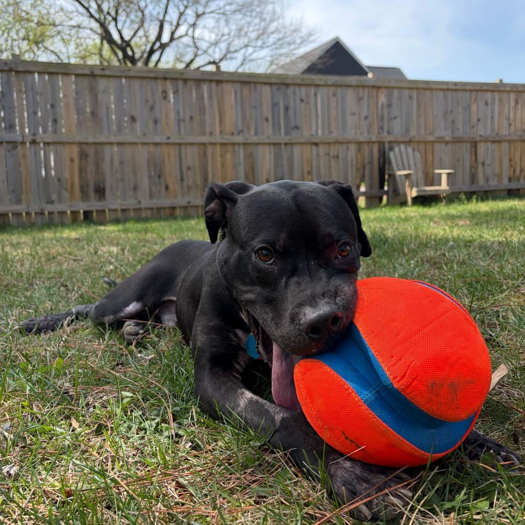 Enlarge Hopper, a Adoptable mixed breed in Richmond, VA image 5/5