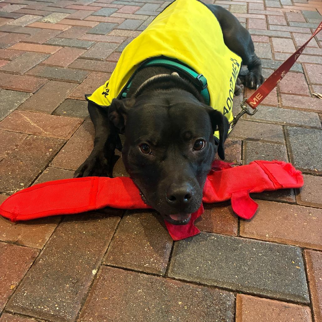 Enlarge Hopper, a Adoptable Black Labrador Retriever in Richmond, VA image 4/5