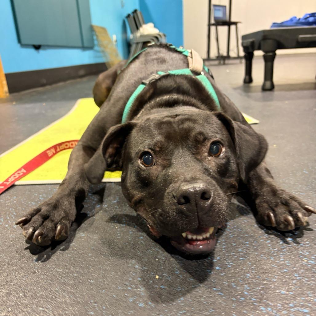 Enlarge Hopper, a Adoptable Black Labrador Retriever in Richmond, VA image 5/5