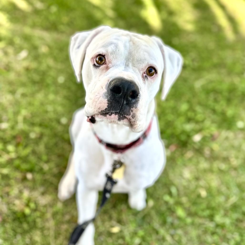 GRAYSON, Adoptable, Adult Male Boxer.