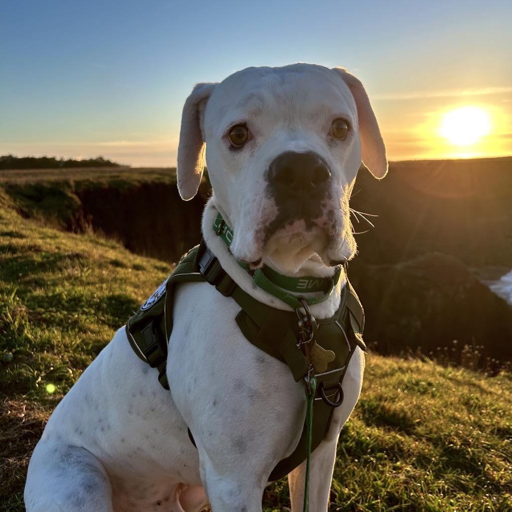 GRAYSON, a Adoptable Boxer in Point Richmond, CA image 2/6