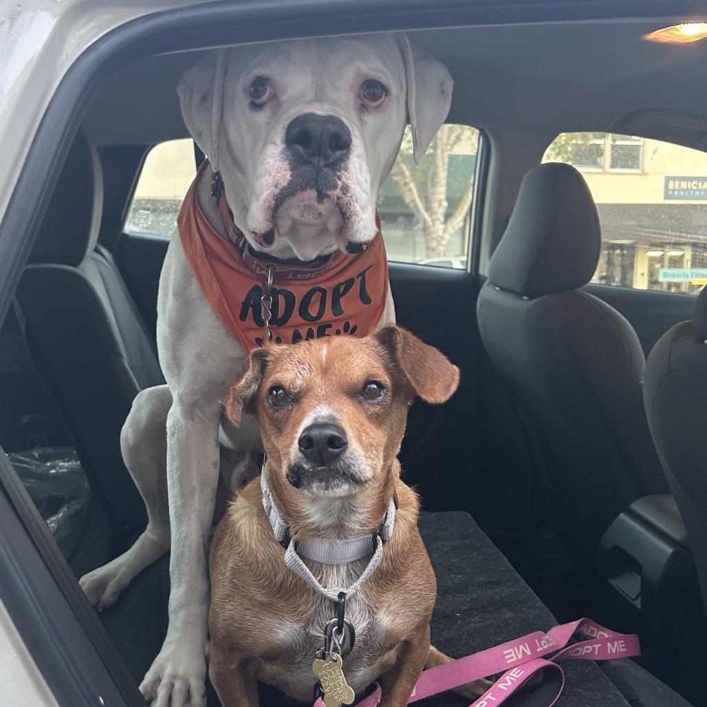 Enlarge GRAYSON, a Adoptable Boxer in Point Richmond, CA image 2/6