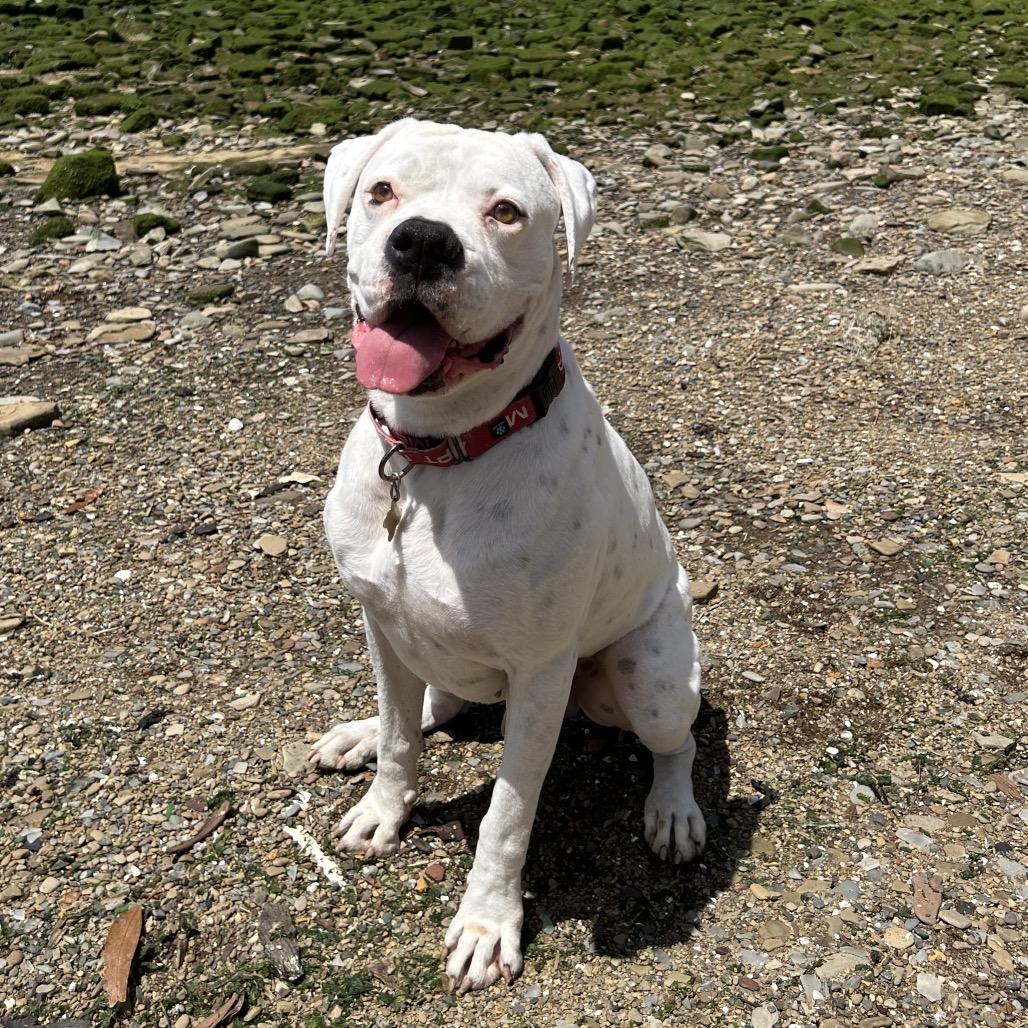 Enlarge GRAYSON, a Adoptable Boxer in Point Richmond, CA image 3/6