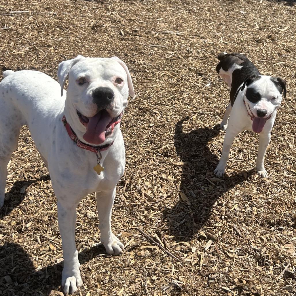 Enlarge GRAYSON, a Adoptable Boxer in Point Richmond, CA image 5/6