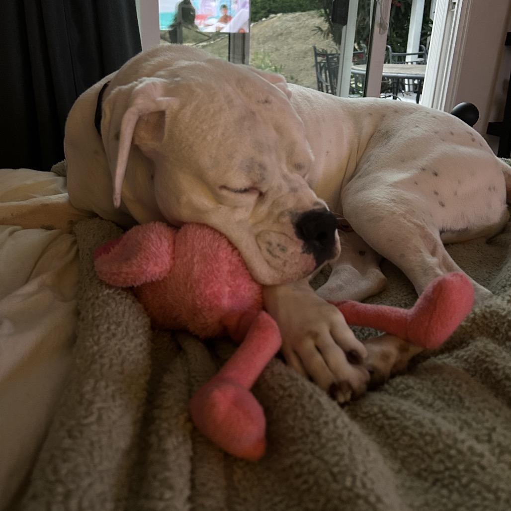 Enlarge GRAYSON, a Adoptable Boxer in Point Richmond, CA image 3/6