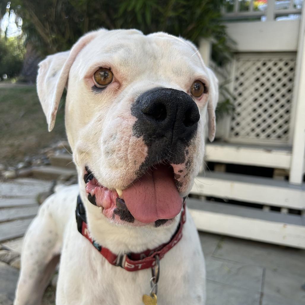 Enlarge GRAYSON, a Adoptable Boxer in Point Richmond, CA image 6/6