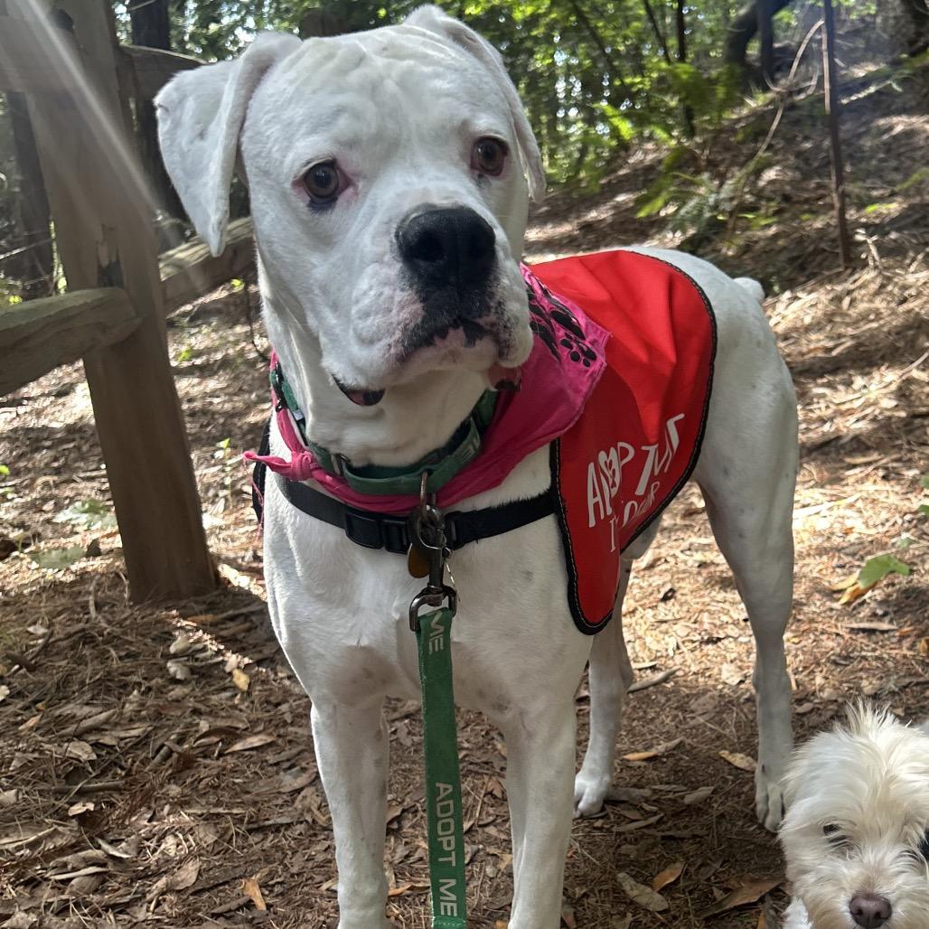 GRAYSON, a Adoptable Boxer in Point Richmond, CA image 5/6