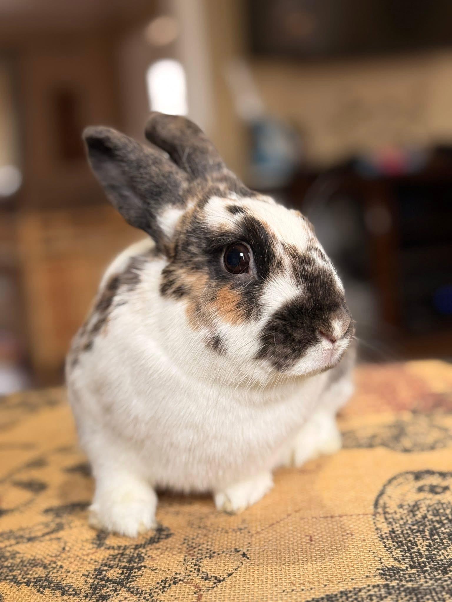 Enlarge Wheels and Roll, a ADOPTABLE Lionhead in St. Charles, MO image 2/5