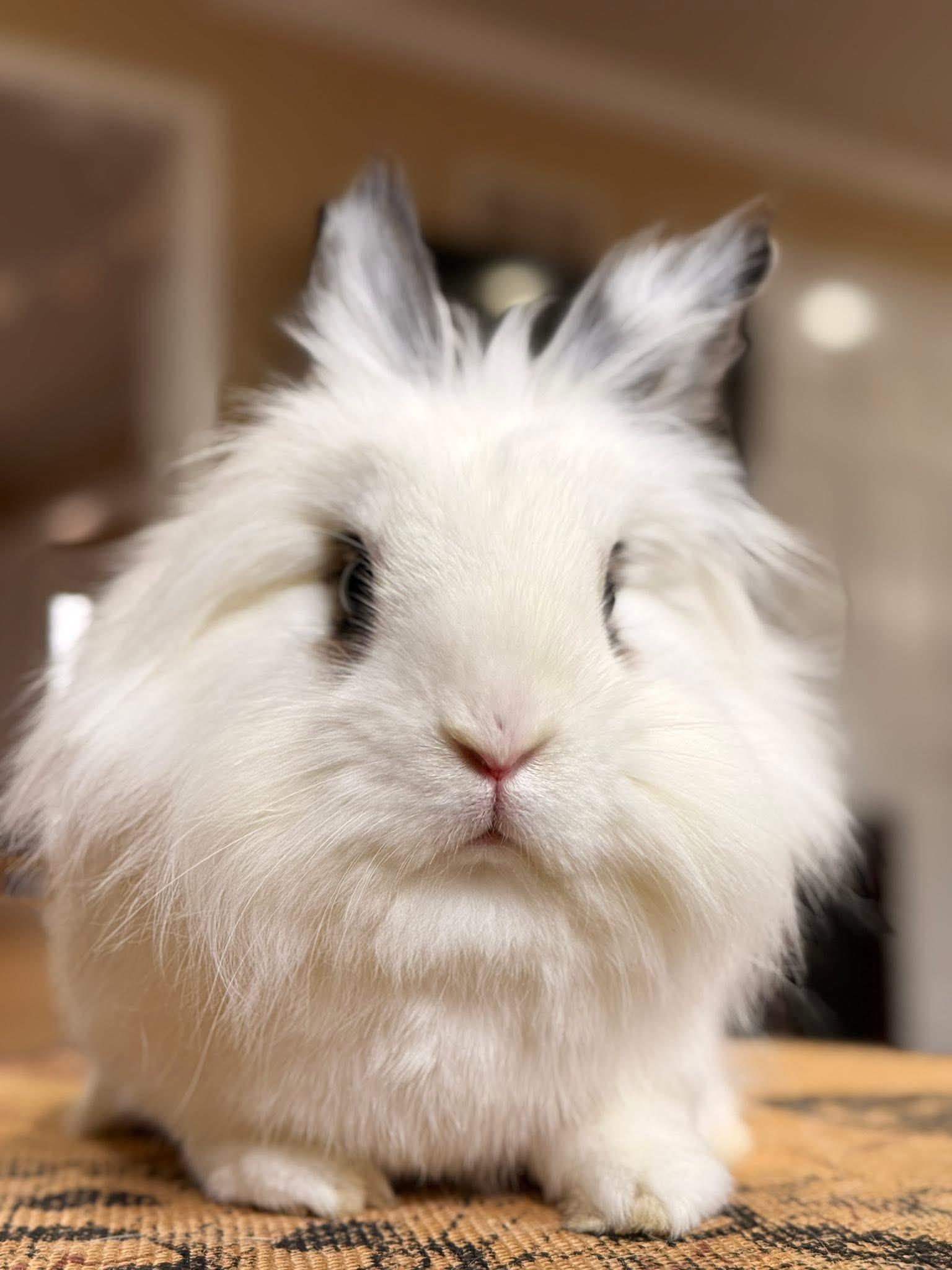 Enlarge Wheels and Roll, a ADOPTABLE Lionhead in St. Charles, MO image 4/5