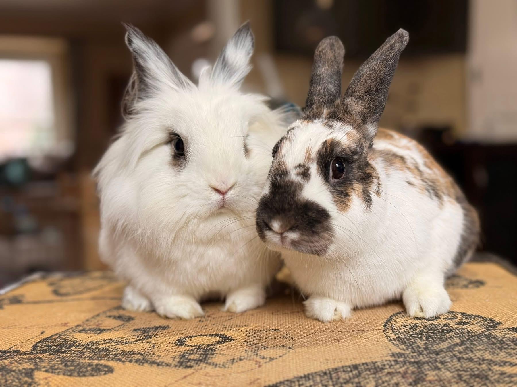 Wheels and Roll, ADOPTABLE, Adult Female Lionhead.