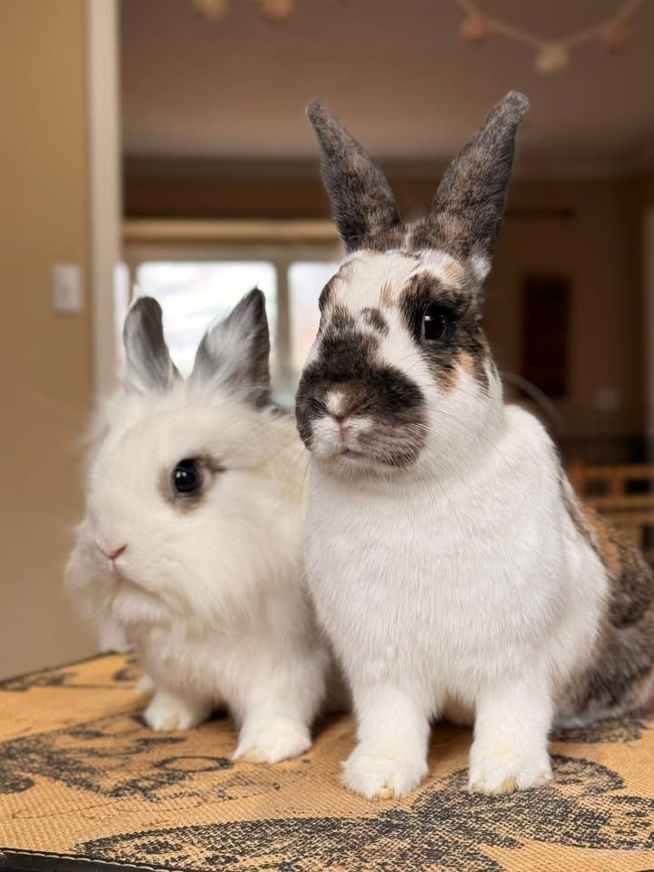 Enlarge Wheels and Roll, a ADOPTABLE Lionhead in St. Charles, MO image 5/5
