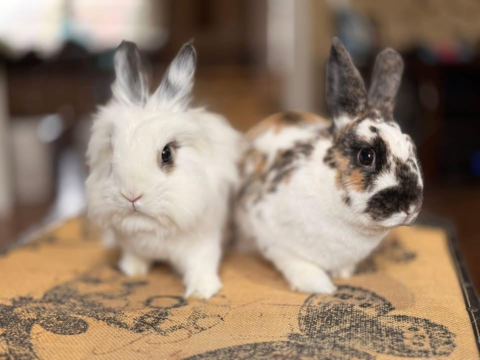 Enlarge Wheels and Roll, a ADOPTABLE Lionhead in St. Charles, MO image 3/5