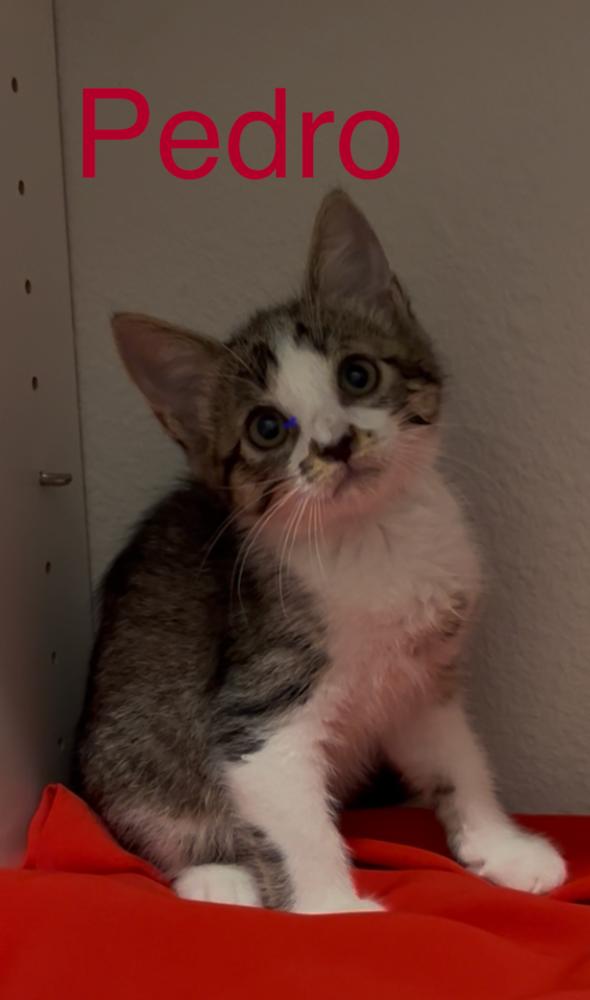 Enlarge Pedro, a Adoptable Tabby in Fern Park, FL image 1/1
