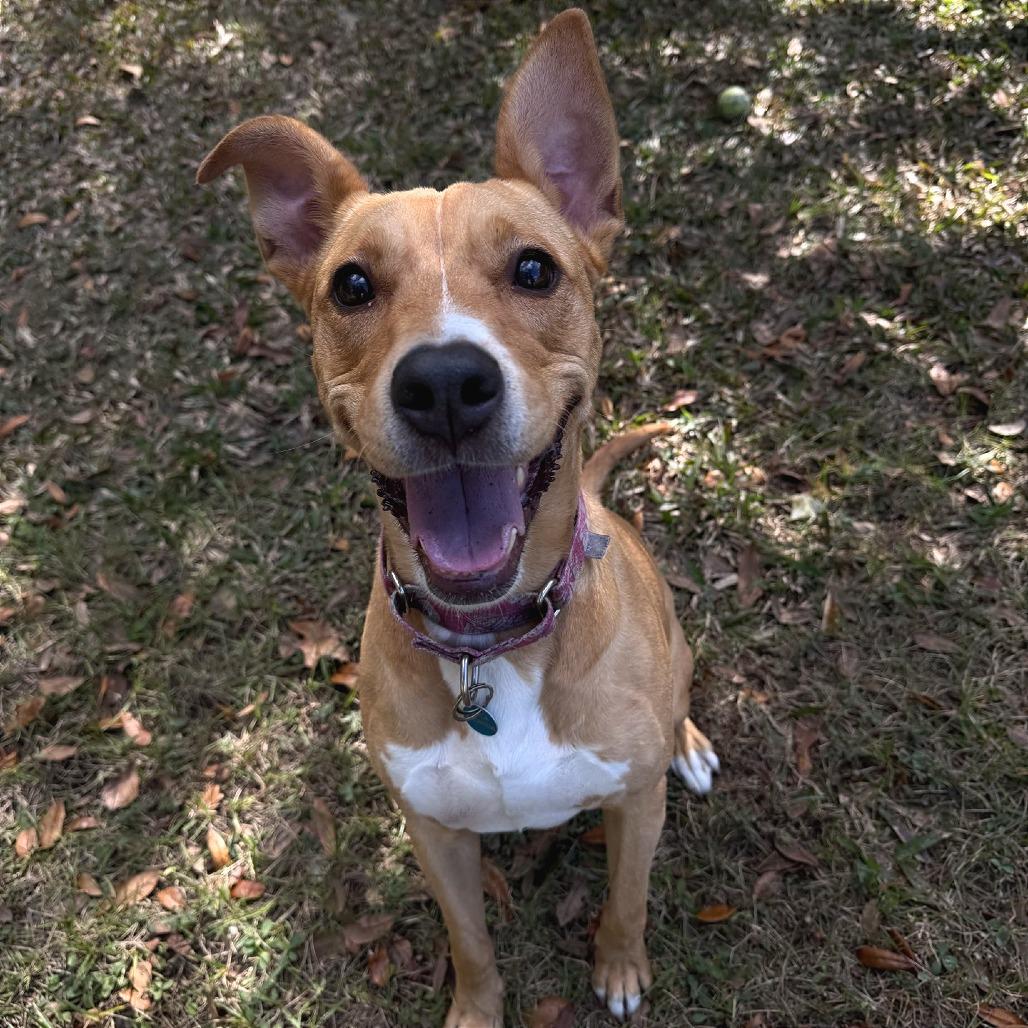 Enlarge Freida, a Adoptable Black Mouth Cur in Lakeland, FL image 1/6