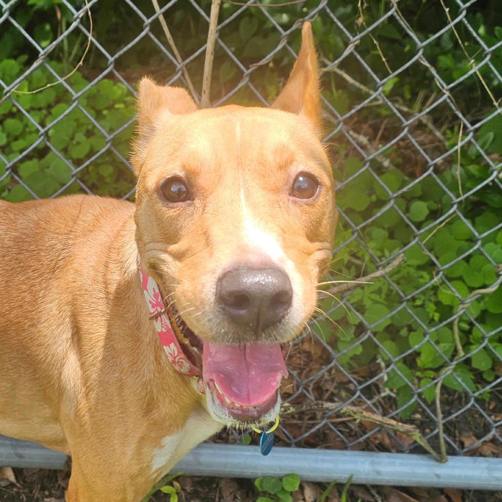 Enlarge Freida, a Adoptable Black Mouth Cur in Lakeland, FL image 2/6