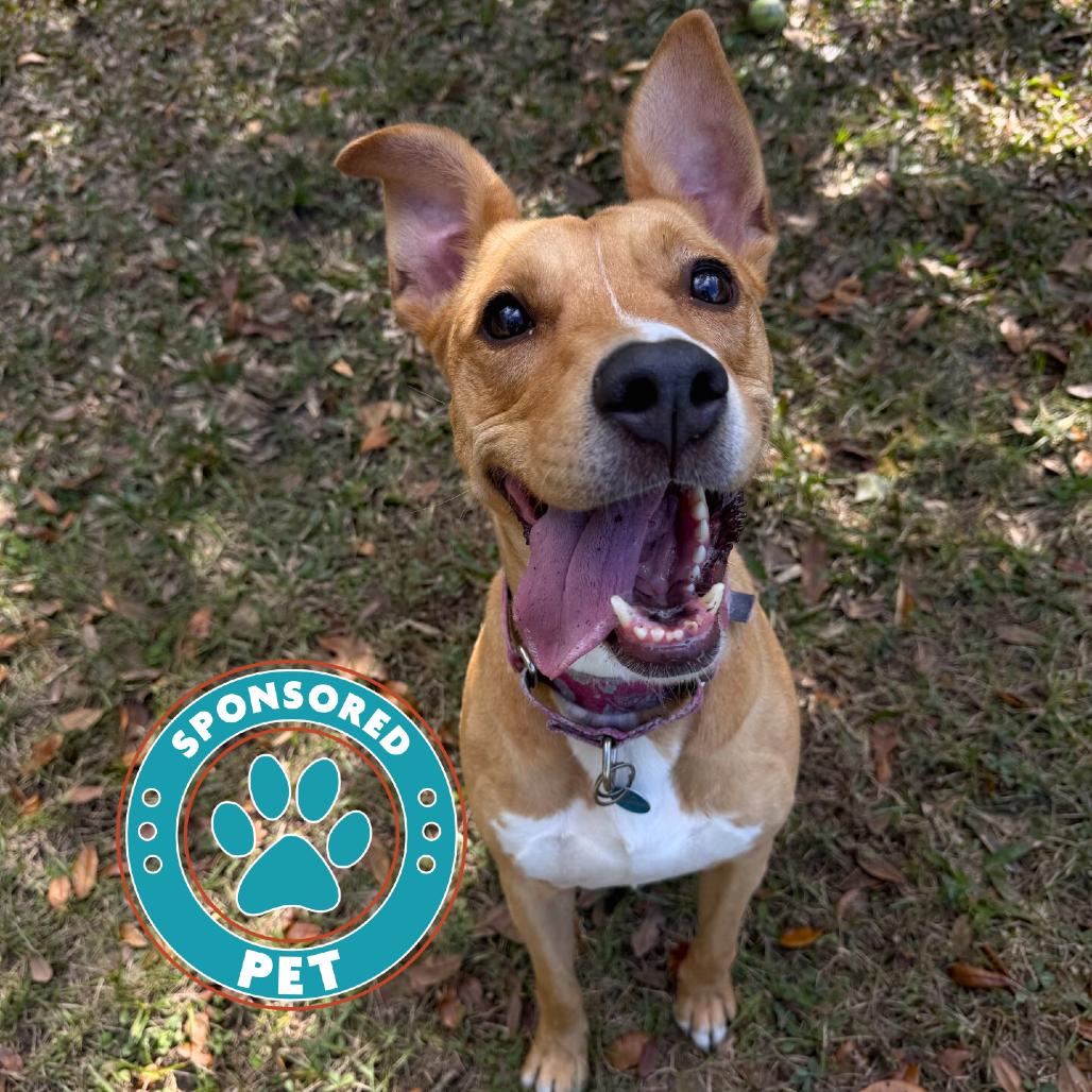 Enlarge Freida, a Adoptable Black Mouth Cur in Lakeland, FL image 3/6