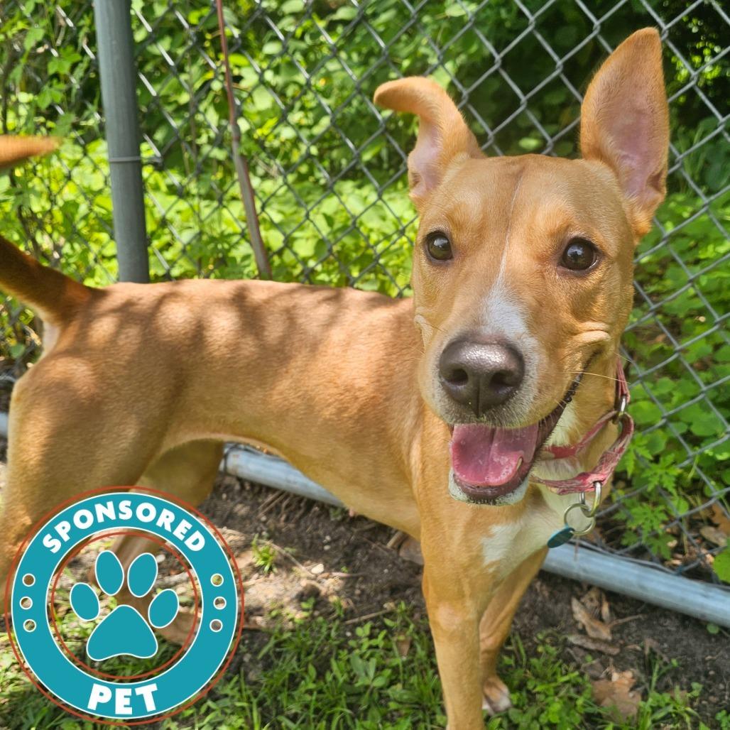 Enlarge Freida, a Adoptable Black Mouth Cur in Lakeland, FL image 4/6