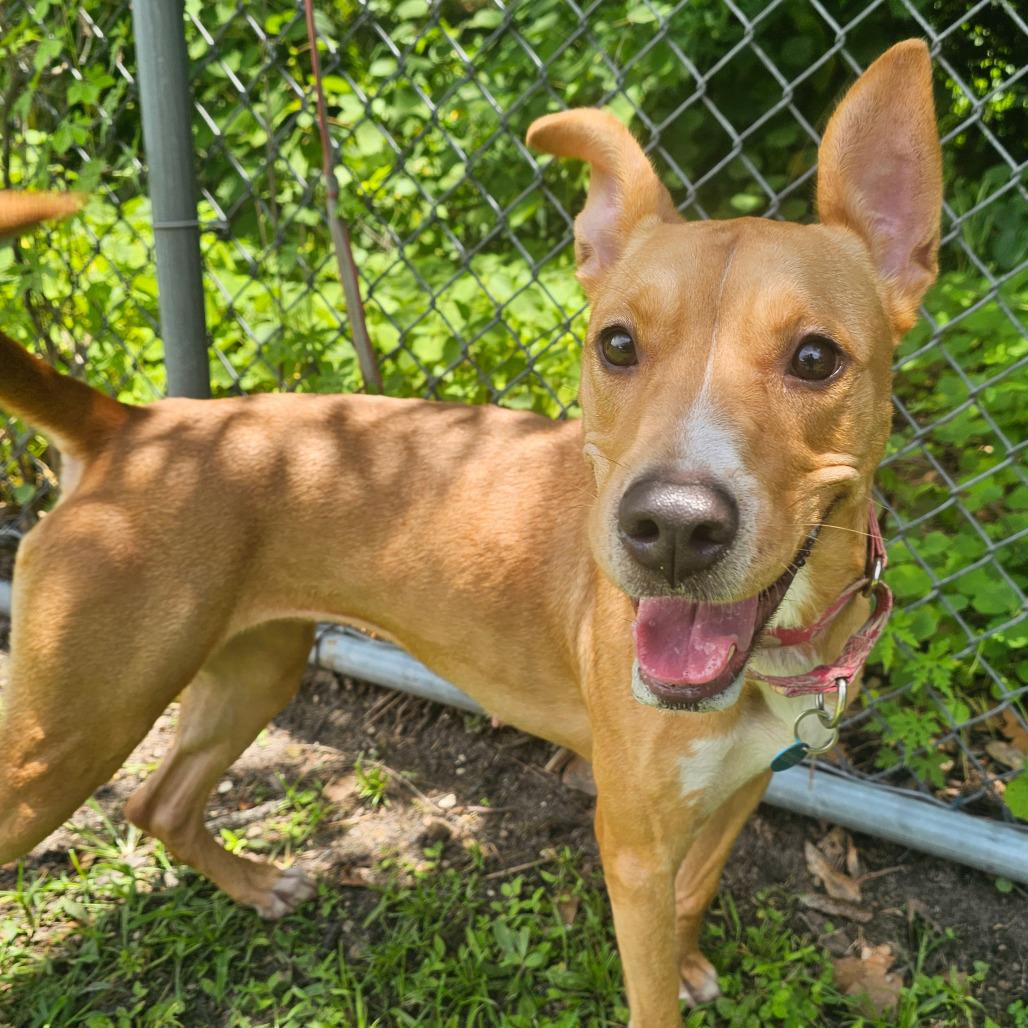 Enlarge Freida, a Adoptable Black Mouth Cur in Lakeland, FL image 5/6