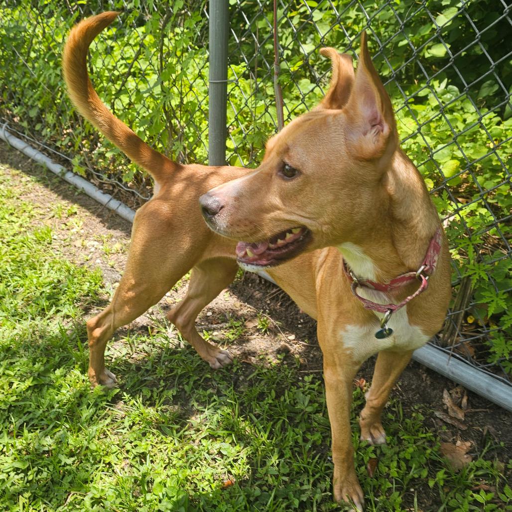 Enlarge Freida, a Adoptable Black Mouth Cur in Lakeland, FL image 6/6