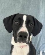 Daisy, Young Female Retriever