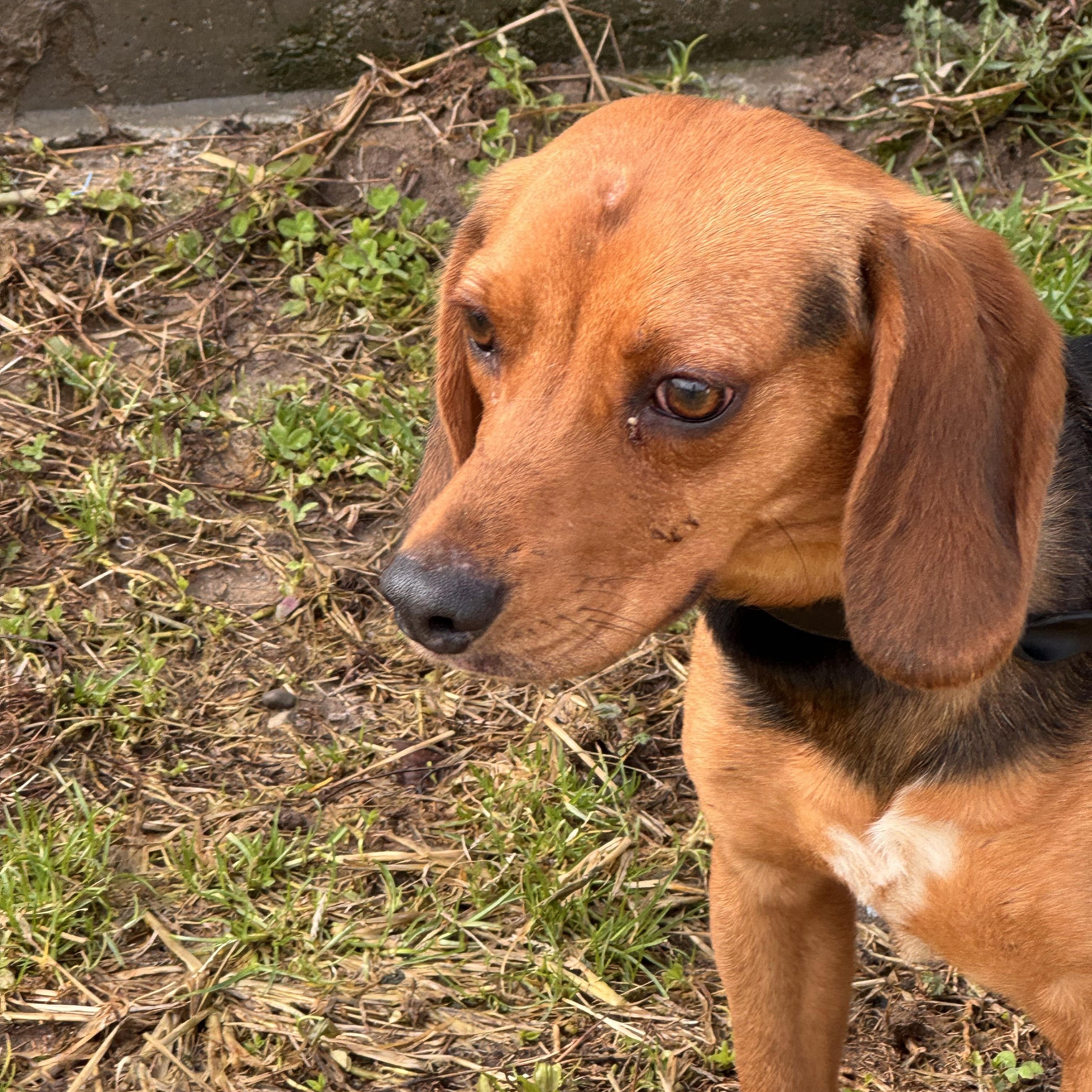 Scout, adopted, Young Male Beagle.