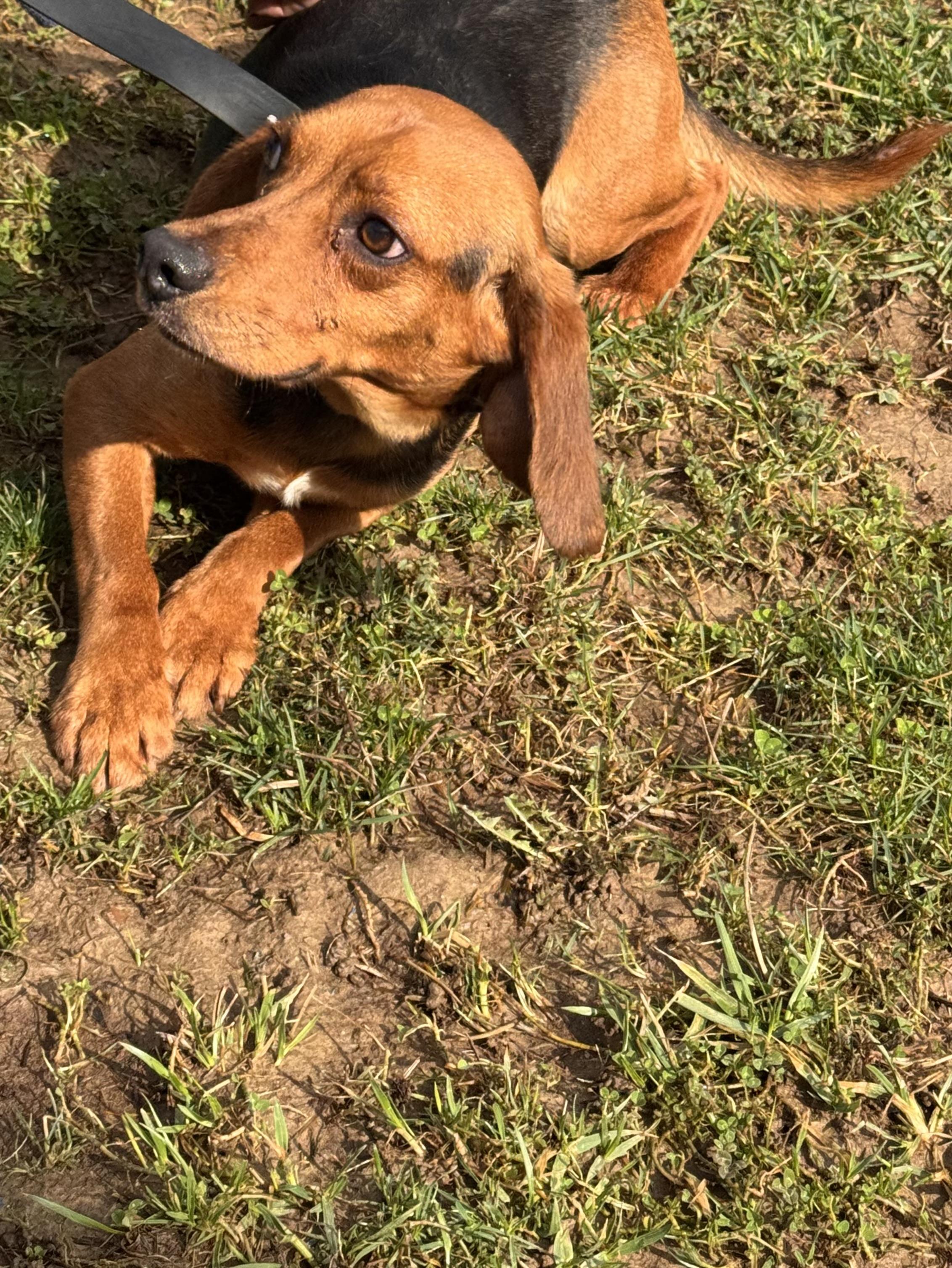 Enlarge Scout, an adopted mixed breed in Logan, OH image 2/2