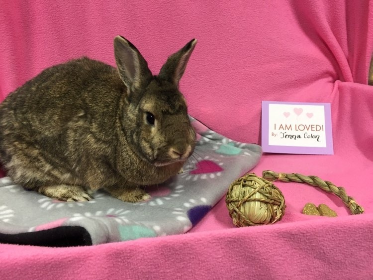 Fredo "The Potato", an adopted Dwarf & Rex Mix in Poughkeepsie, NY_image-1