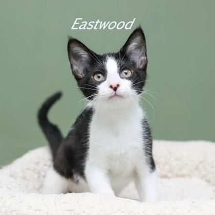 Eastwood, Adoptable, Kitten Male Domestic Short Hair & Domestic Short Hair.