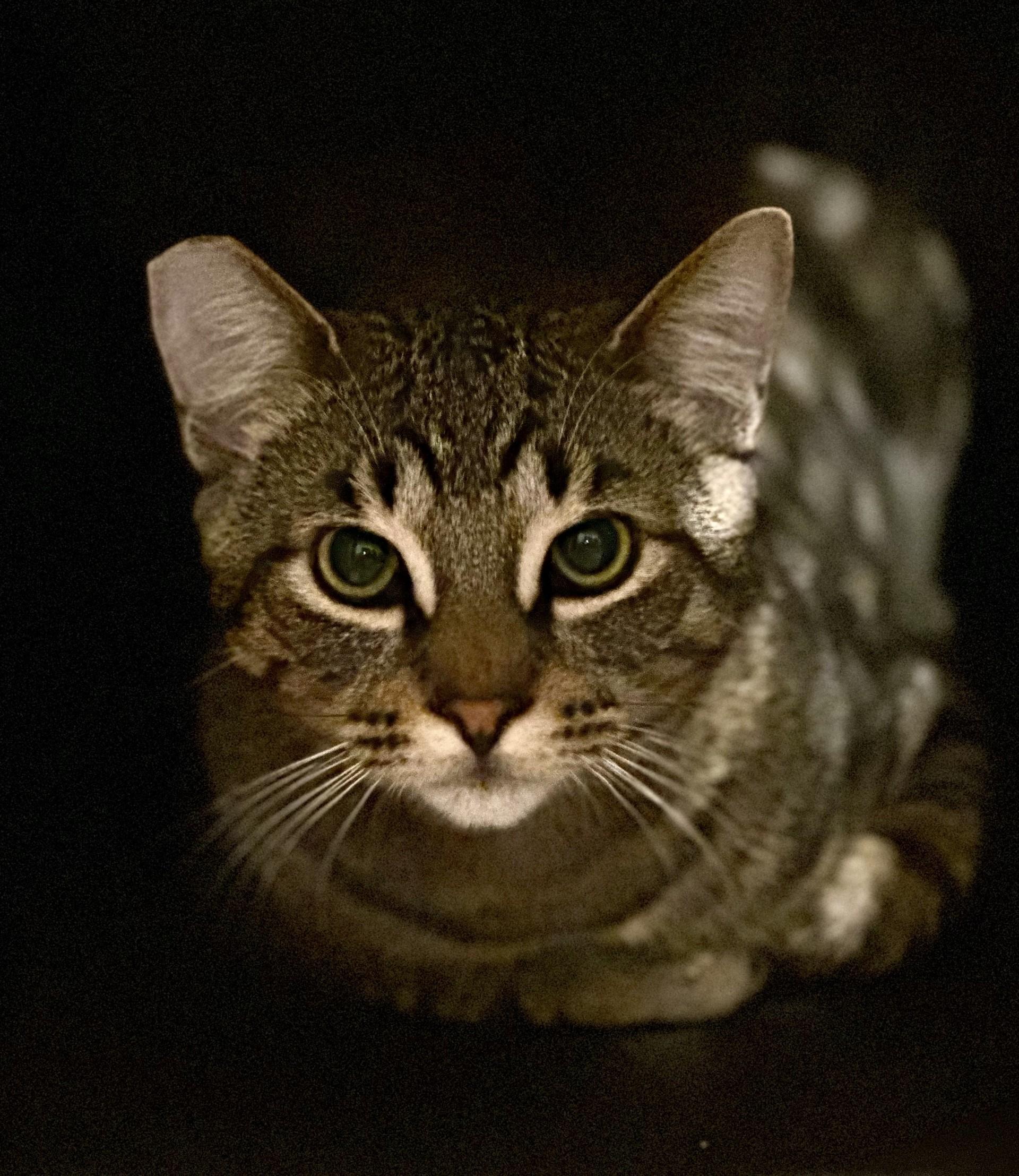 Enlarge Claudio (with Meowlody), a ADOPTABLE Domestic Short Hair in Silverton, OR image 6/6