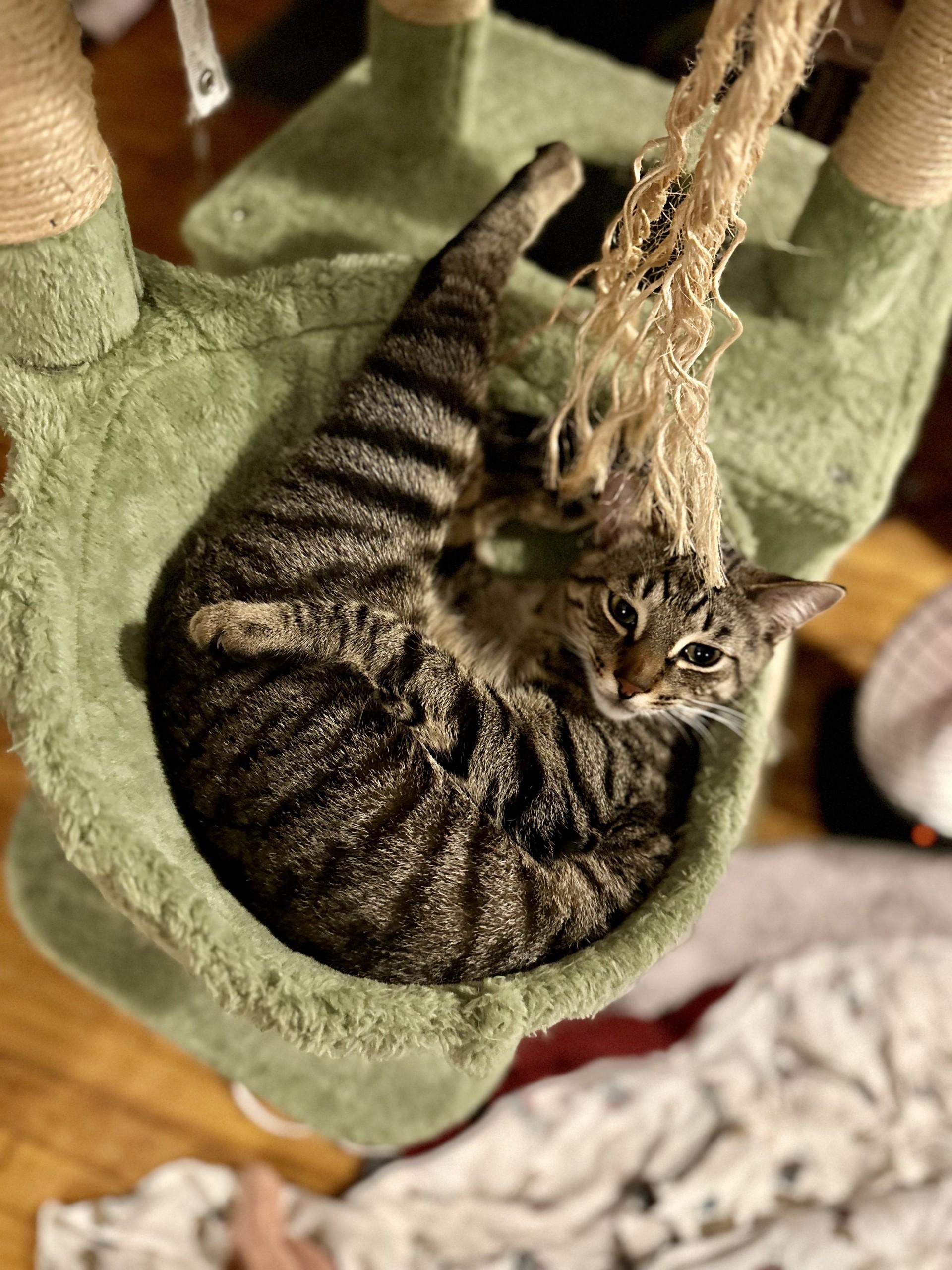 Enlarge Claudio (with Meowlody), a ADOPTABLE Domestic Short Hair in Silverton, OR image 4/6