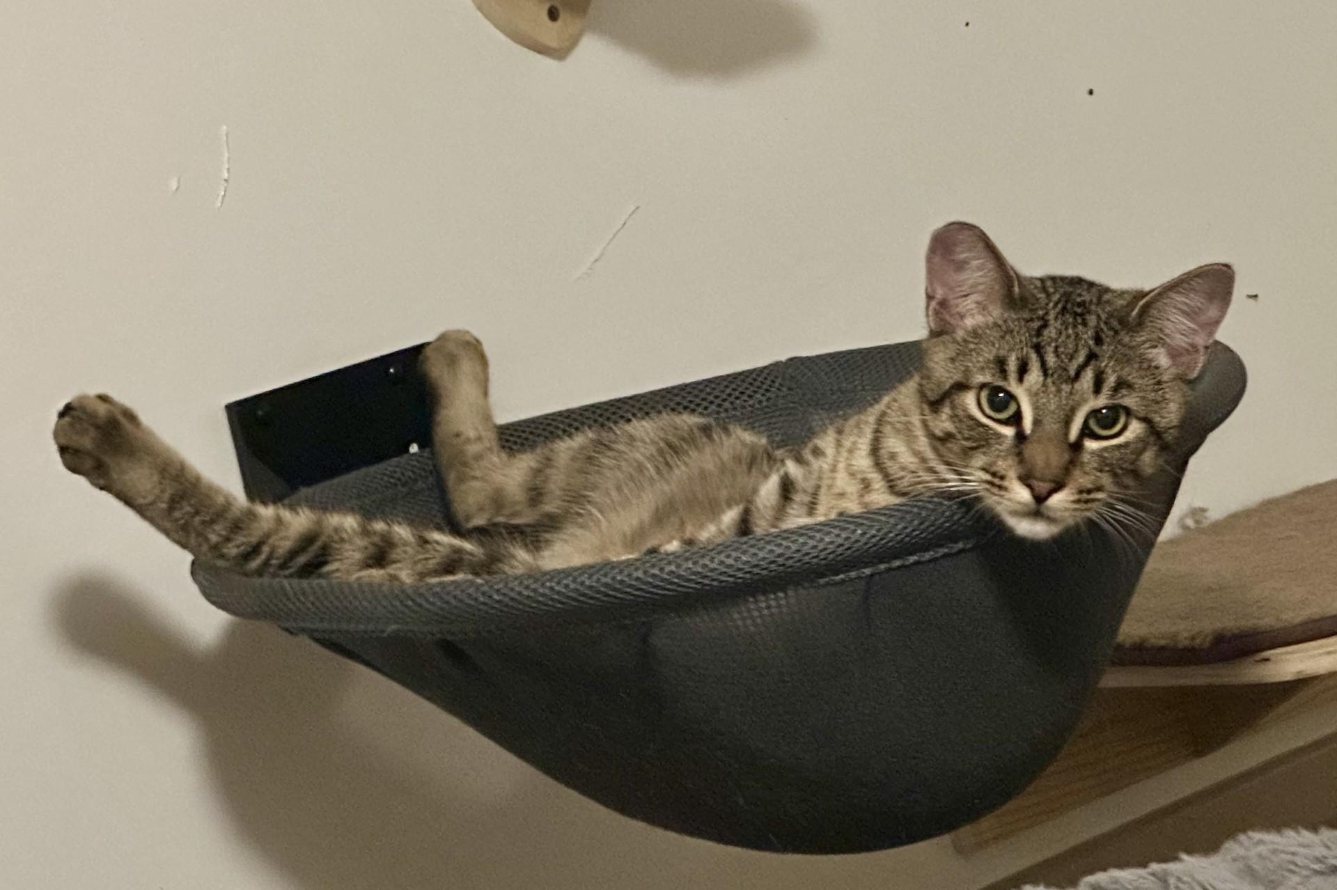 Claudio (with Meowlody), ADOPTABLE, Adult Male Domestic Short Hair.