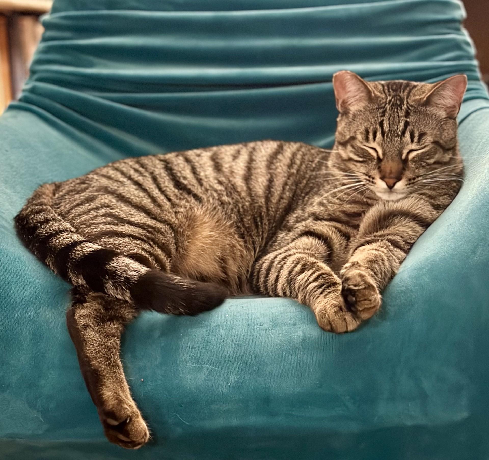 Enlarge Claudio (with Meowlody), a ADOPTABLE Domestic Short Hair in Silverton, OR image 5/6