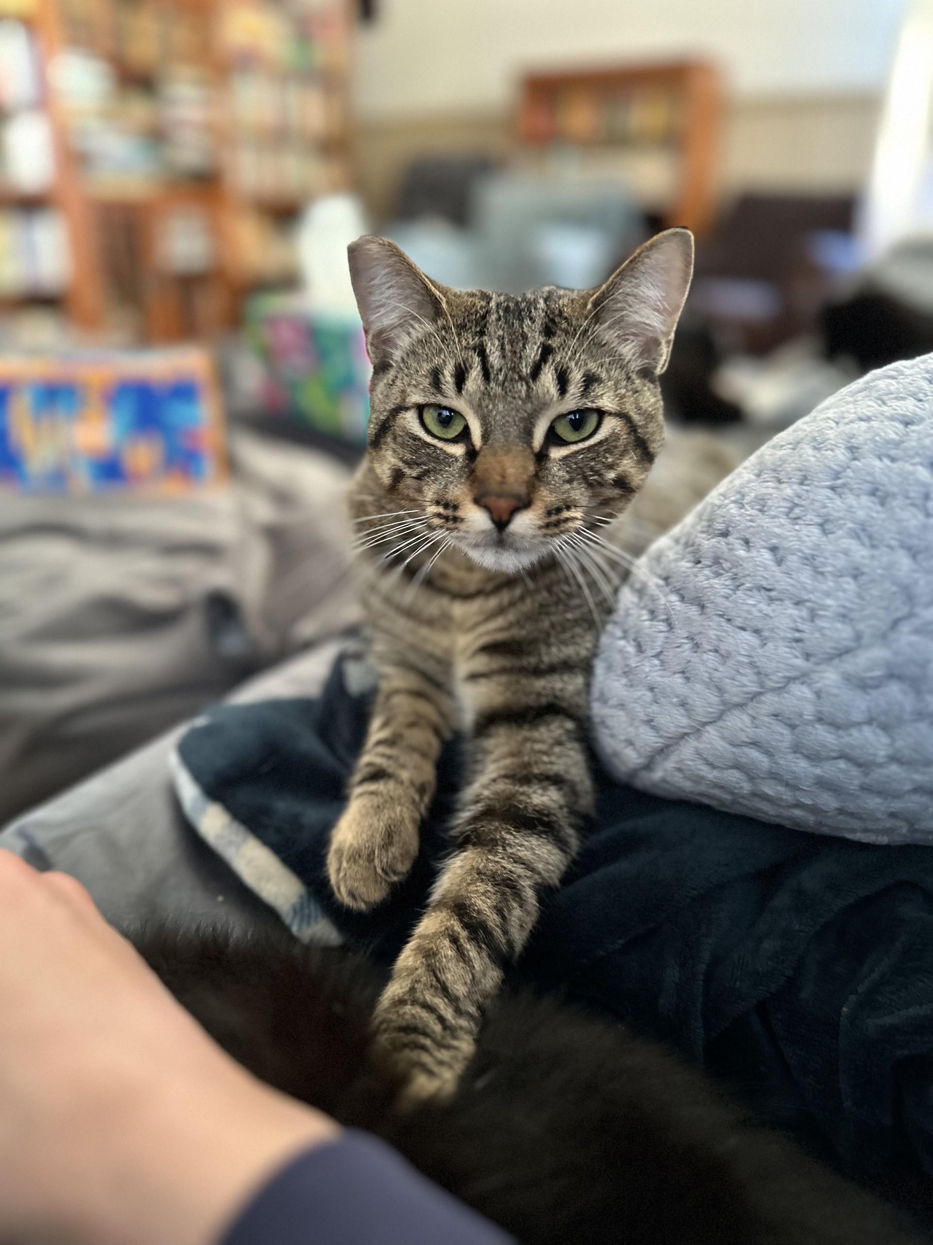 Enlarge Claudio (with Meowlody), a ADOPTABLE Domestic Short Hair in Silverton, OR image 3/6