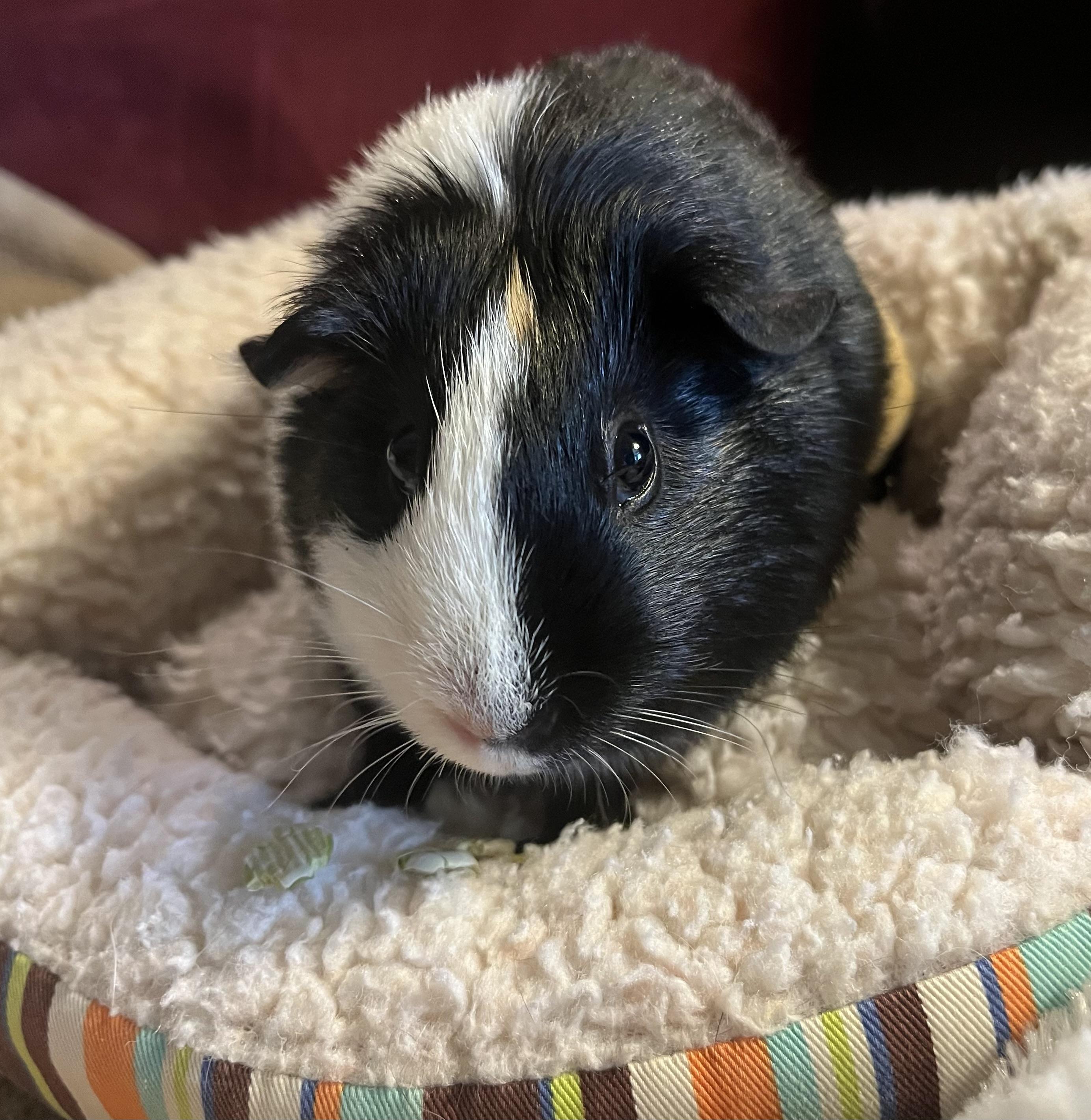 Enlarge Clementine, an adoptable Guinea Pig in Austin, TX image 3/6